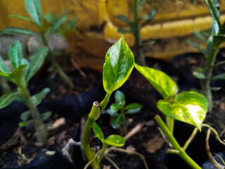 Sirih Gading or Epipremnum aureum can be used as home decoration