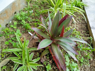 The Tradescantia Spathacea plant has a beautiful combination of leaf colors, namely green and purple.