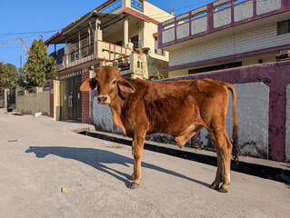 Stray red Badri cows (Bos indicus) and a calf on a road in Dehradun City, India. Capturing the essence of urban wildlife.