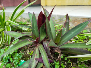 The Tradescantia Spathacea plant has a beautiful combination of leaf colors, namely green and purple.