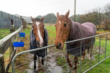 Two horses, wearing raincoats, stand in a muddy field behind a metal fence. Rainy day at the farm....