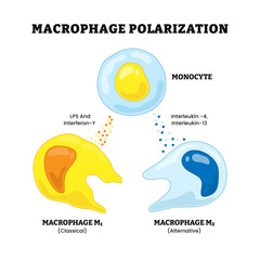 Naklejka premium Macrophage polarization process, labeled t cell, macrophage m2, m1, interleukin,interferon, lps Chronic inflammation. Metabolic reprogramming. Pro-inflammatory, Anti-inflammatory response.