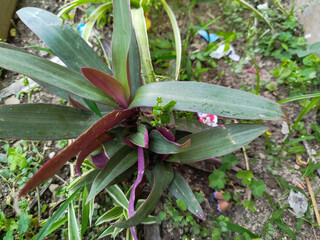 Tradescantia Spathacea has unique green and purple leaves.