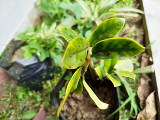 The Zamioculcas zamiifolia ornamental plant is suitable for growing indoors, but can also be planted outdoors
