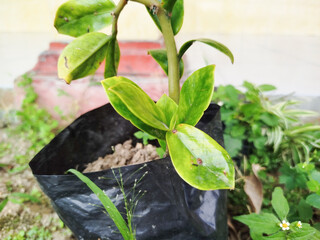 The Zamioculcas zamiifolia ornamental plant is suitable for growing indoors, but can also be planted outdoors