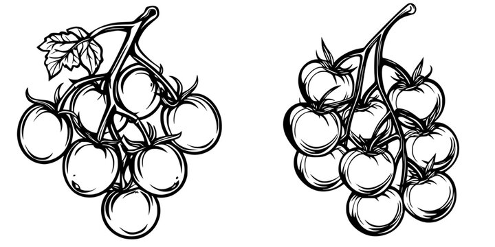 Bunch of hand-drawn tomatoes showcasing fresh produce in a simplistic design