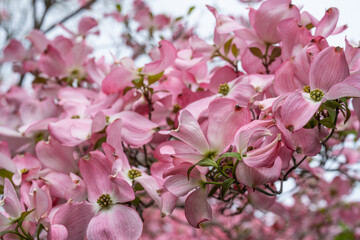 Pacific dogwood