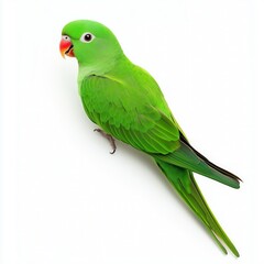 Obraz premium Cheerful parakeet with vibrant green feathers perched against a white background