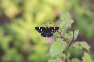 Motyl rusałka kratkowiec na tle zielonej roślinności. © Henryk Guziak