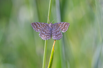 Motyl wątlak nawrzosak spoczywający na źdźble trawy. © Henryk Guziak