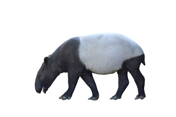 Asian tapir isolated on a white background with clipping path.