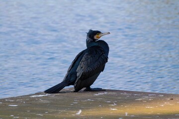 Grand cormoran sur un ponton au bord de l'eau