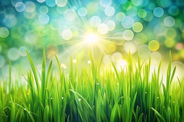 Fototapeta premium green grass background