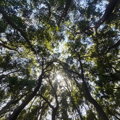Fototapeta premium Sunlit Canopy: A breathtaking view from the ground, gazing upwards through a vibrant canopy of lush green leaves, with the sun casting a radiant glow, capturing nature's mesmerizing architecture.