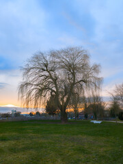 Saule pleureur en hiver avec un coucher de soleil en arrière plan