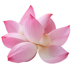 Pink Lotus Flower Close-Up isolated on transparent background