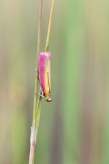 Motyl Oncocera semirubella spoczywający na źdźble trawy. © Henryk Guziak