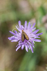 Drobny motyl z długimi wąsami na fioletowym kwiatku. © Henryk Guziak