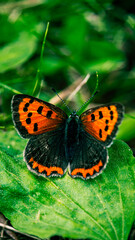 butterfly on a leaf
