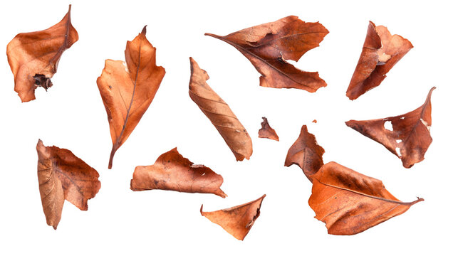 Collection of brown, dried leaves scattered on a transparent background.  The leaves show various stages of decay and are arranged asymmetrically