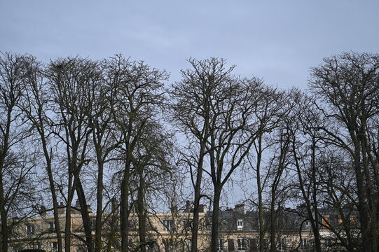 Branchages nus d'hiver