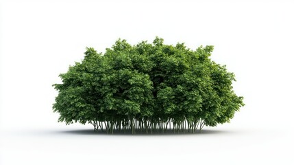 Fototapeta premium Lush Bush on Display: Isolated shot of a dense, vibrant green bush, offering a clean, natural aesthetic perfect for various design needs.