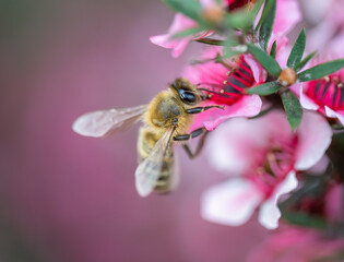 Honey bee collecting nectar and pollen from manuka flowers (Leptospermum scoparium). Auckland.