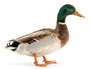 Obraz premium Duck Goose Isolated White Background