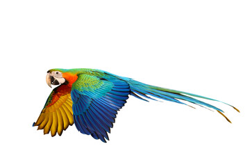 Fototapeta premium Colorful flying Harlequin Macaw parrot isolated on white background with clipping path.