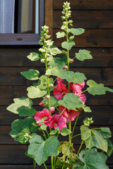 Pink mallows on wooden background. Alcea flower commonly known as hollyhocks.