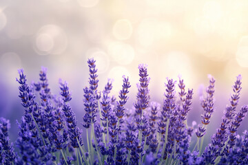 Lavender fields in a dreamy blurred texture, creating a smooth and relaxing wallpaper 