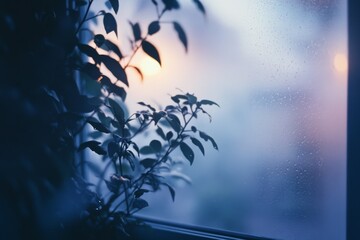 Silhouetted leaves framed against a subtle sunset glow on a misty window, creating an intimate atmosphere of serene contemplation.