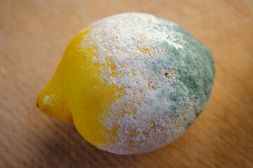 Angeschimmelte Zitrone