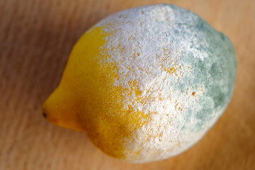 Angeschimmelte Zitrone