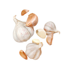 Garlic levitating in the air close-up. Falling garlic cut out isolated on white background