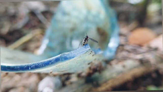 Anopheles Mosquito, A Closer Look at the Silent Malaria Carrier"