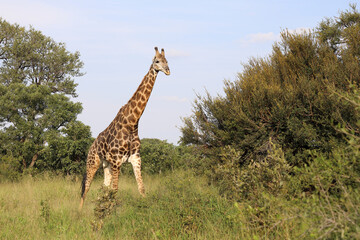 Fototapeta premium Giraffe / Giraffe / Giraffa camelopardalis