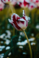 A striking red and white tulip stands gracefully against a blurred floral background, showcasing the elegance of spring&rsquo;s finest blooms
