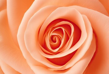 Peach colored rose macro photograph on light background. Romantic floral composition for Valentine's Day, Mother's Day, Women's Day and wedding design. Love symbol.