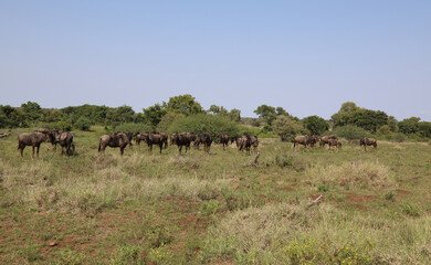 Streifengnu / Blue wildebeest / Connochaetes taurinus