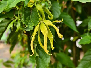 cananga odorata flower on blurry background