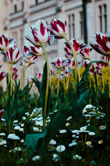 A vibrant spring scene with red and white tulips in full bloom in front of the Palace of Culture in Iași, Romania. The historic neo-Gothic building stands elegantly in the background