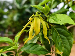 cananga odorata flower on blurry background