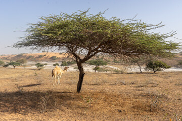 Deserto di Lampoul in senegal Africa