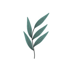 Handdrawn Leaf Illustration