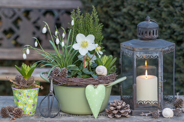 Garten-Arrangement mit Christrose, Schneeglöckchen und Hyazinthen im Topf und vintage Laterne
