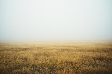 Obraz premium An expansive wheat field stretches endlessly under an overcast sky, blending softly into a hazy horizon.