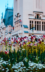 A vibrant spring scene with red and white tulips in full bloom in front of the Palace of Culture in Iași, Romania. The historic neo-Gothic building stands elegantly in the background