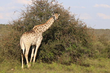 Giraffe / Giraffe / Giraffa camelopardalis