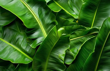Fototapeta premium A tropical forest features a banana leaf, green leaves with a beautiful pattern, and a natural plant in a tropic garden, all set against a background of banana green leaves texture, with a nature